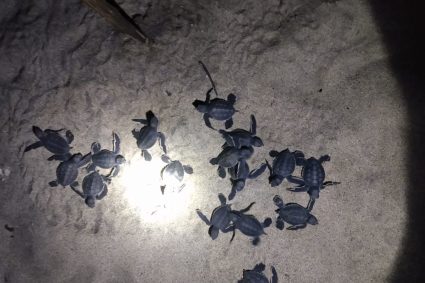 Nacieron 5 millones de tortugas marinas durante la temporada de anidación 2025-2025 en Michoacán
